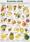 Exotické plody - nástěnný obraz ( 67x96 cm bez lišt )