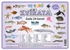 Zvířata ve vodě - (sada 24 karet A7)